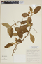 Solanum megalonyx image