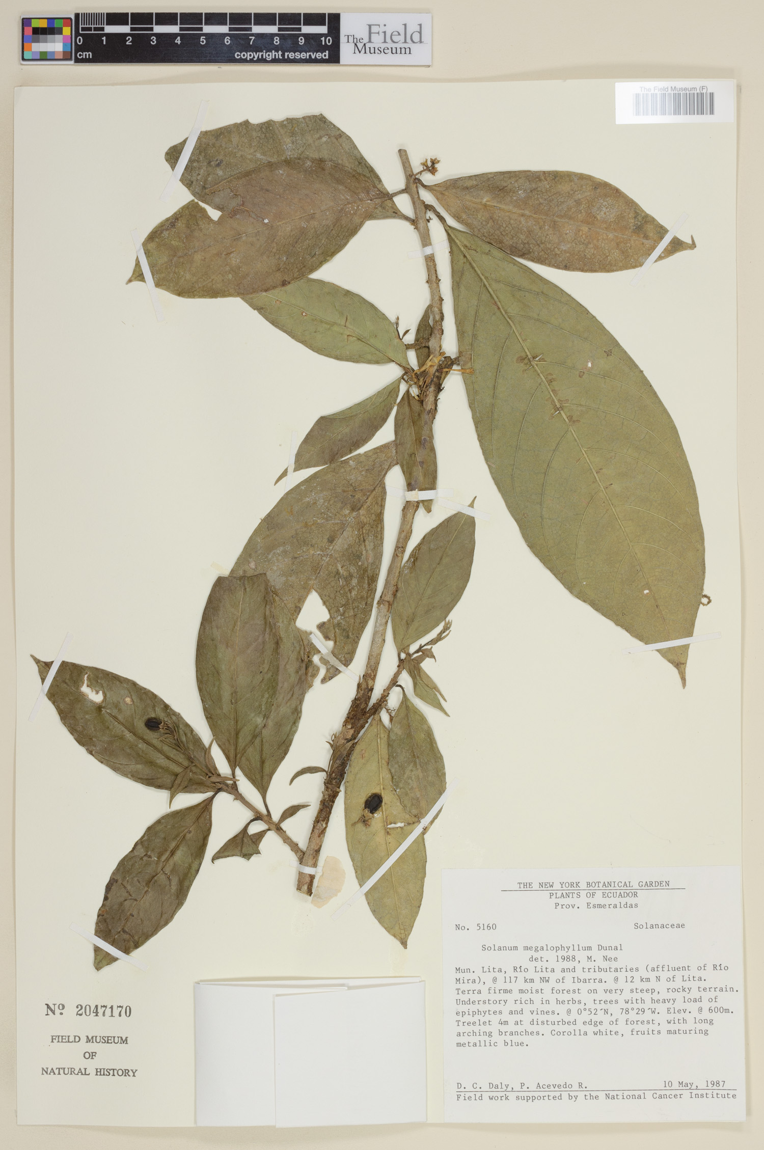 Solanum megalophyllum image