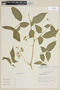 Solanum melissarum image
