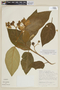Solanum velutinum image