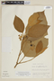 Solanum velutinum image