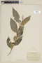 Solanum micranthum image