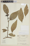 Solanum microleprodes image