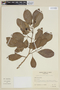 Solanum campaniforme image