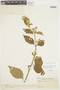 Solanum monachophyllum image