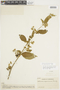 Solanum monachophyllum image