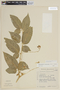 Solanum melissarum image