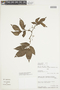 Solanum mite image
