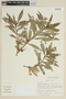 Solanum monadelphum image