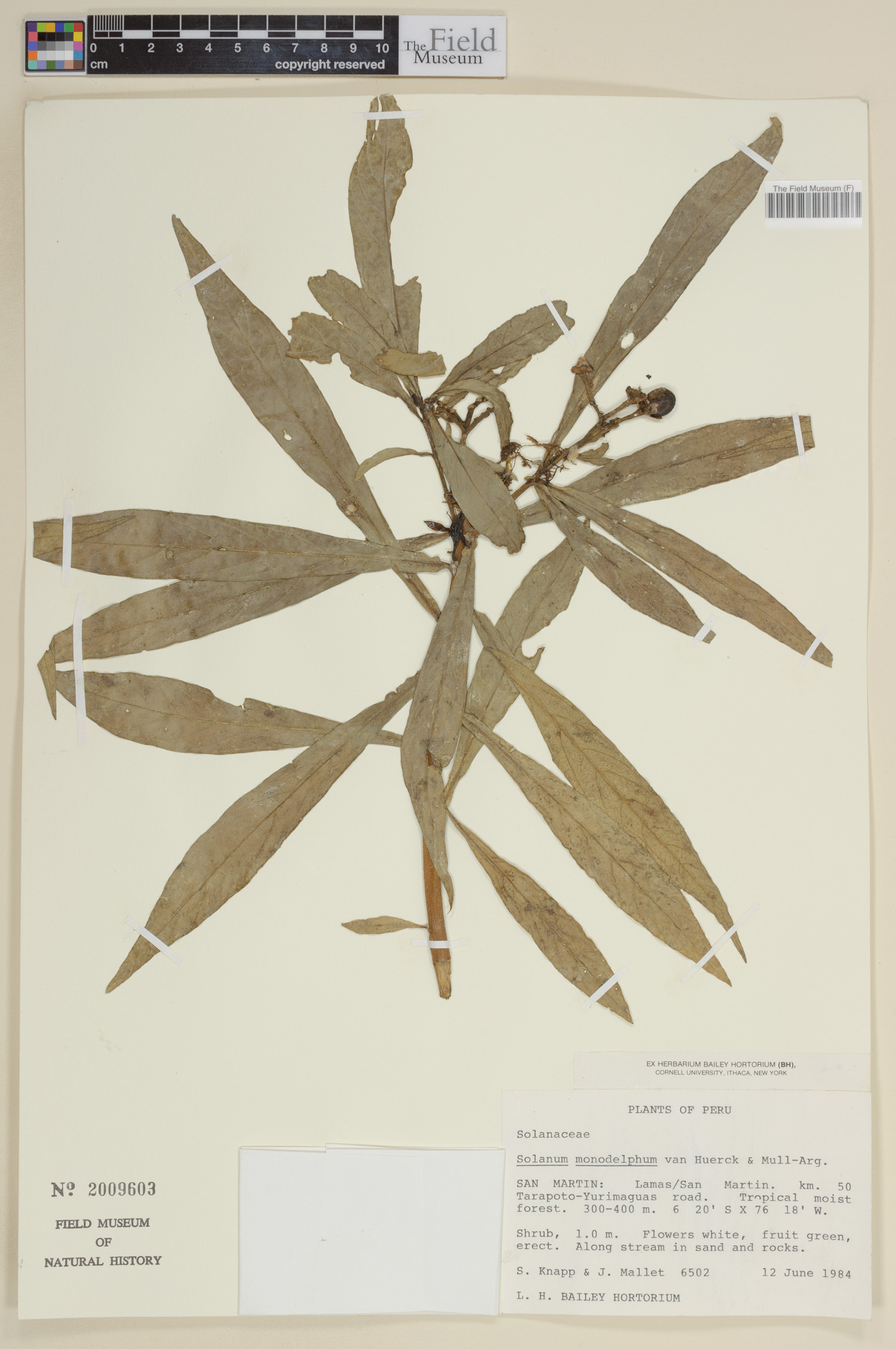 Solanum monadelphum image