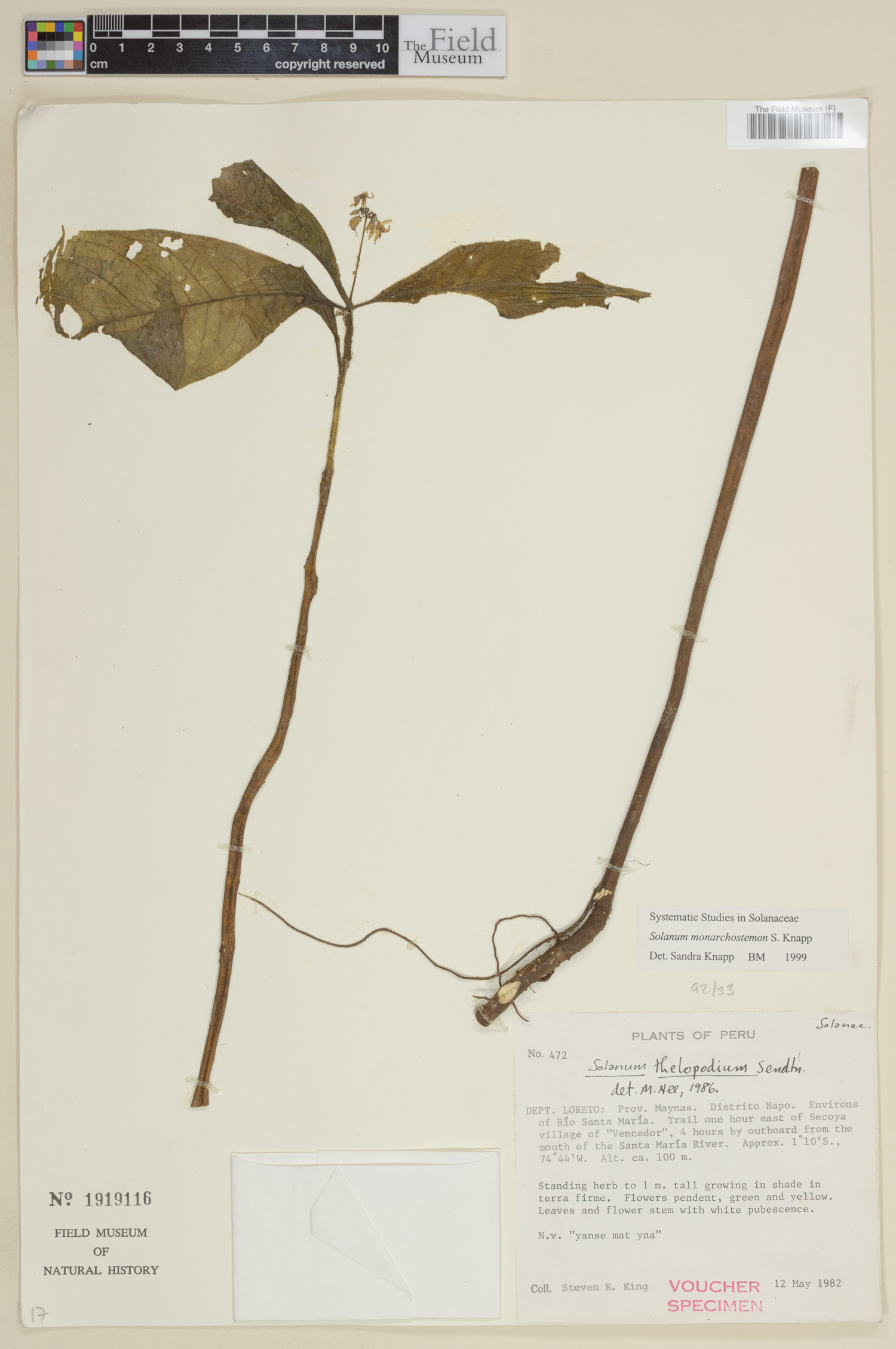 Solanum monarchostemon image
