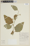 Solanum myrianthum image