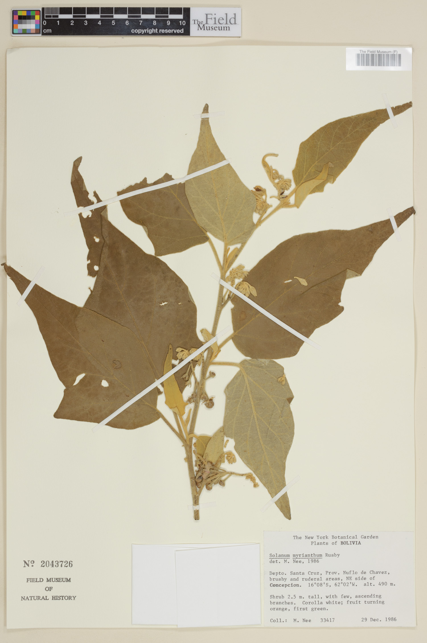 Solanum myrianthum image