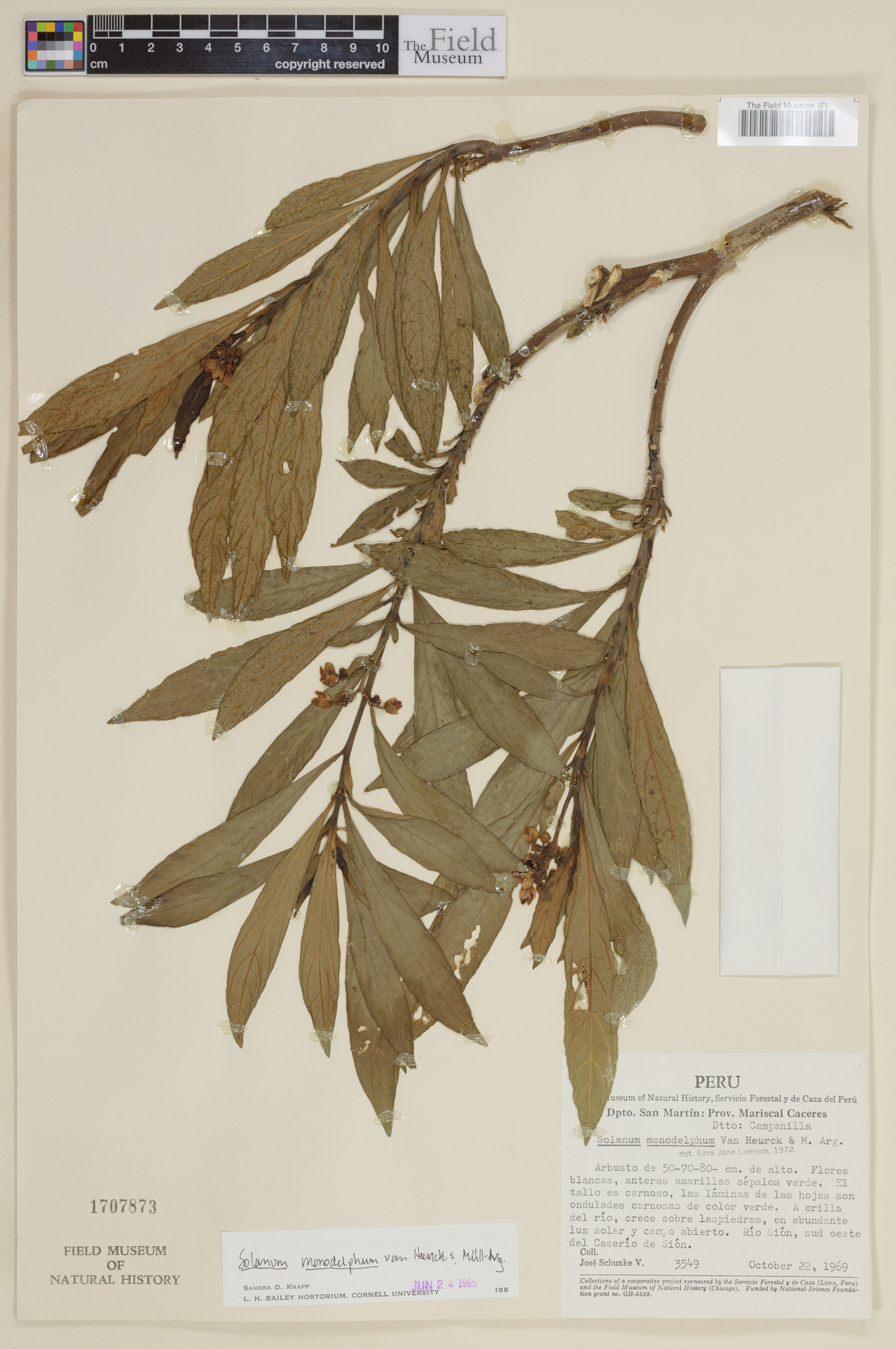 Solanum monadelphum image