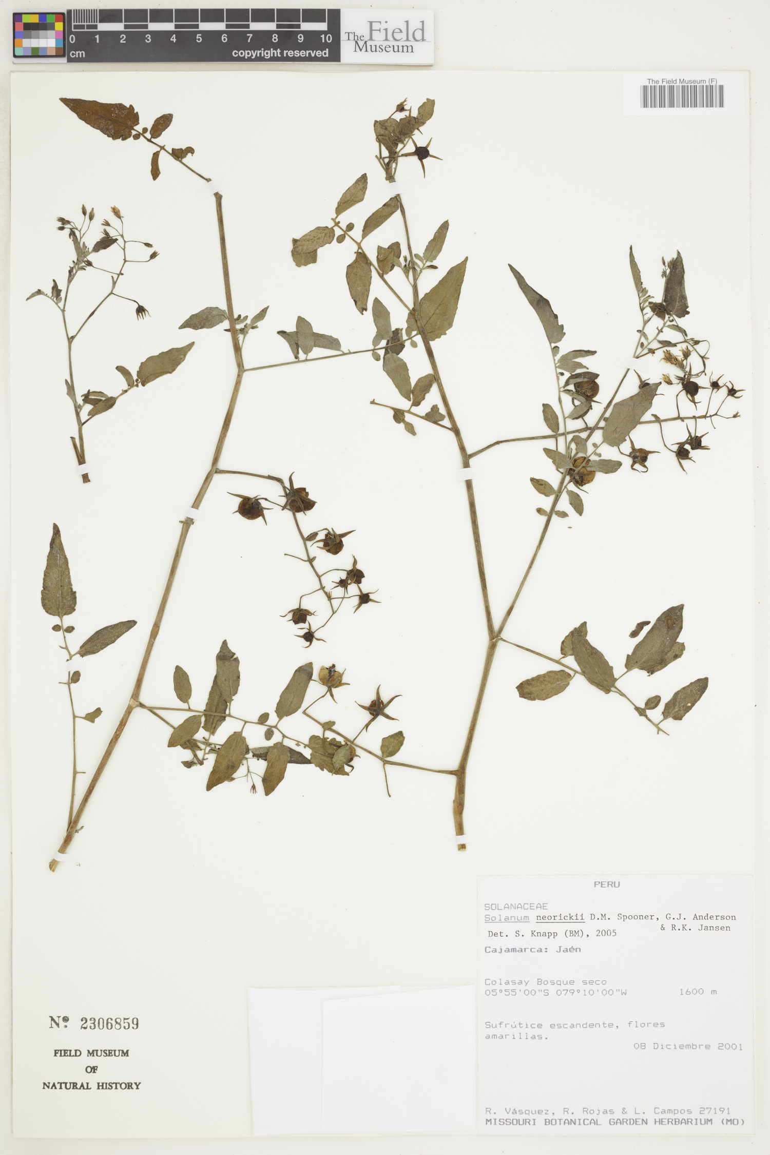 Solanum neorickii image
