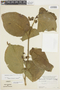 Solanum obliquum image