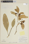 Solanum oblongum image