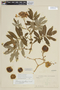 Solanum ochranthum image