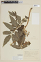 Solanum ochranthum image