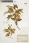 Solanum ochrophyllum image