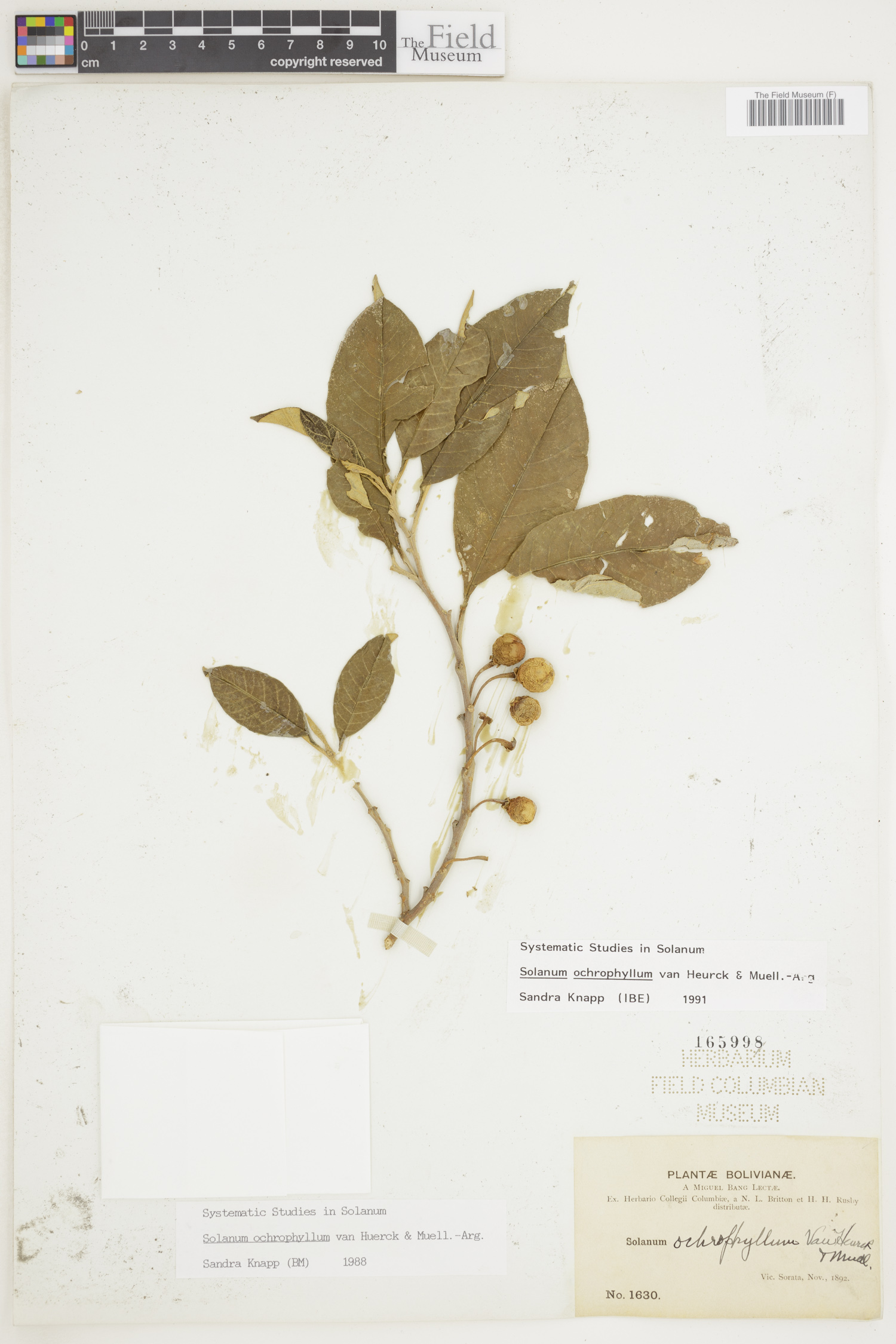 Solanum ochrophyllum image