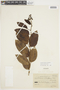 Solanum odoriferum image