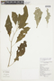 Solanum oocarpum image