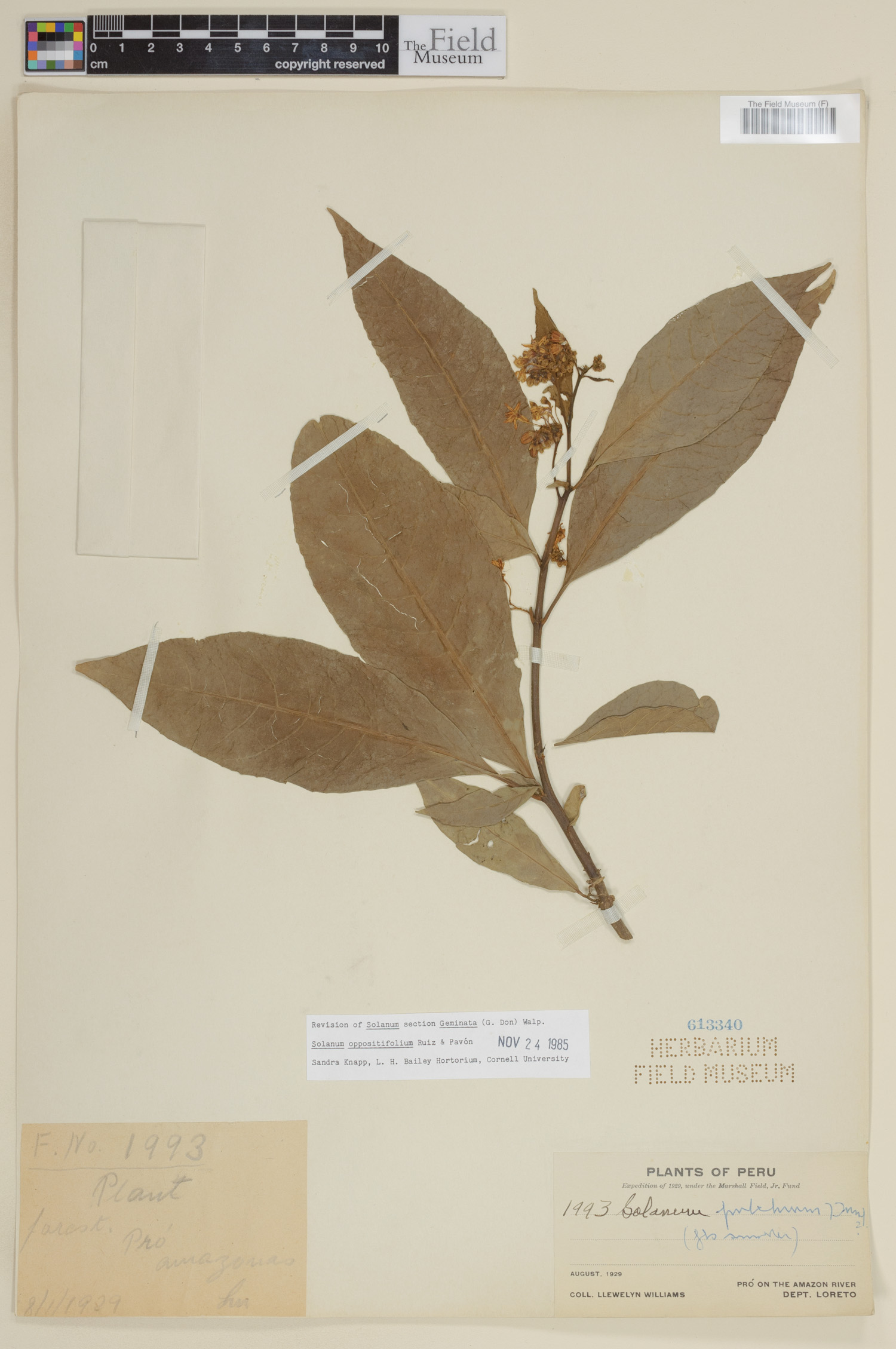 Solanum oppositifolium image