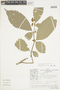 Solanum oppositifolium image
