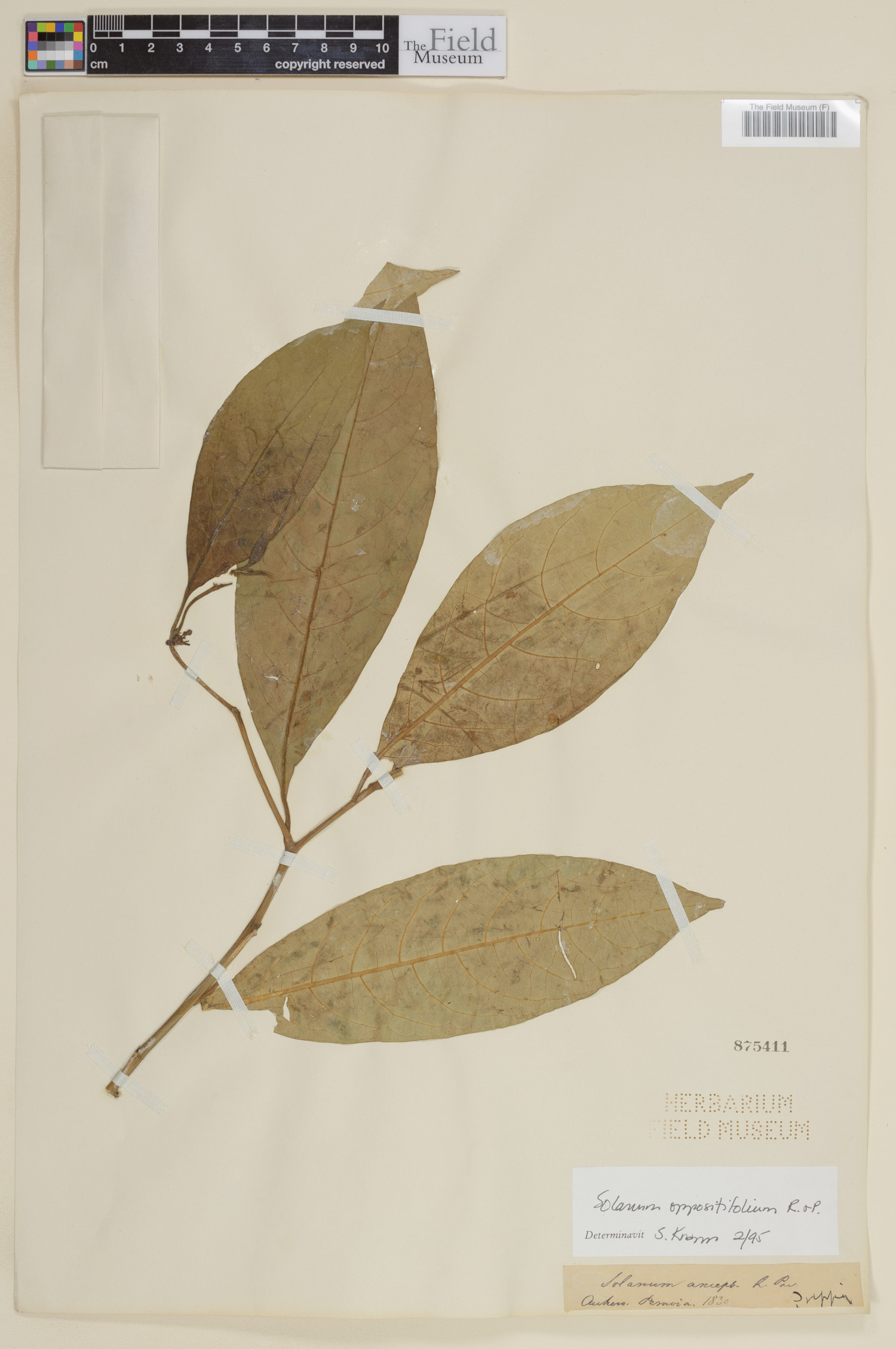 Solanum oppositifolium image