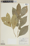 Solanum oppositifolium image