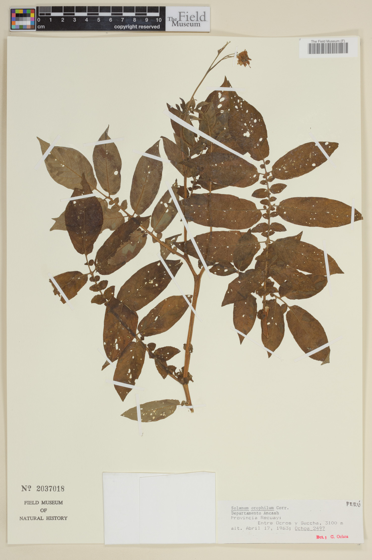 Solanum orophilum image