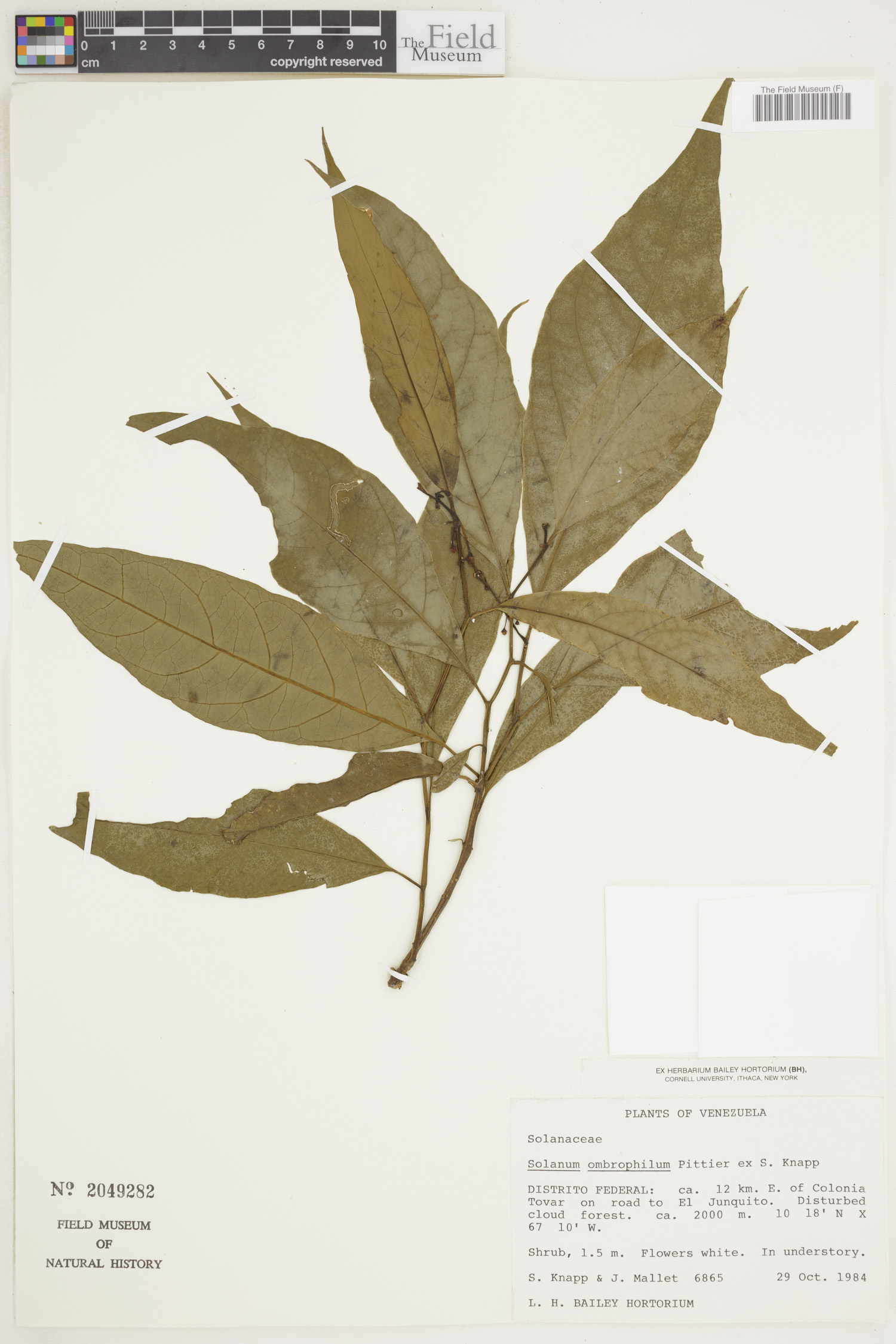 Solanum ombrophilum image