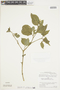 Solanum onagrifolium image