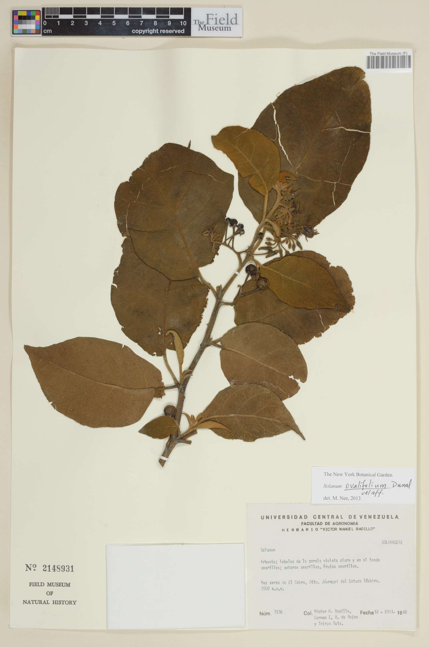 Solanum ovalifolium image
