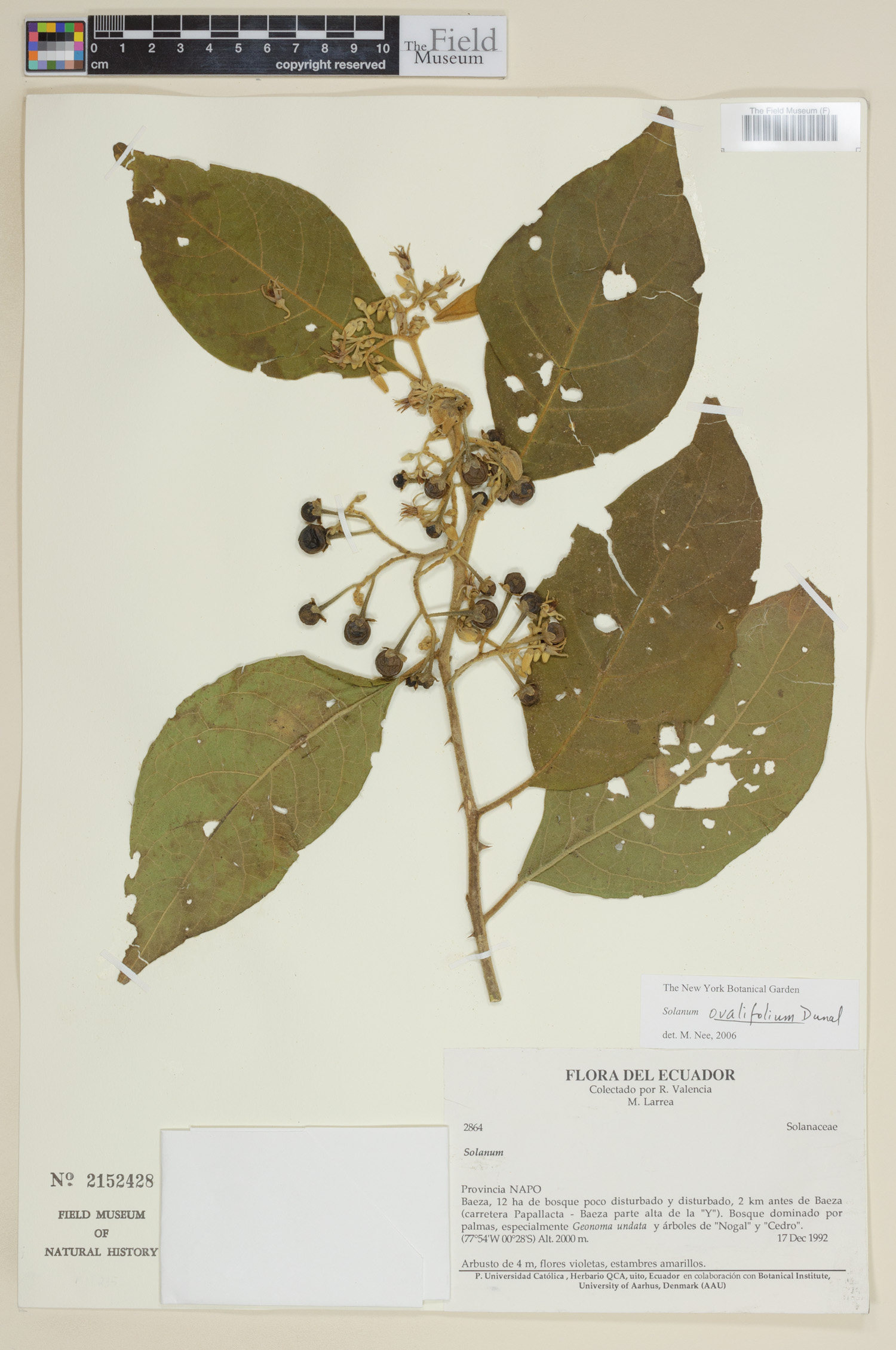 Solanum ovalifolium image