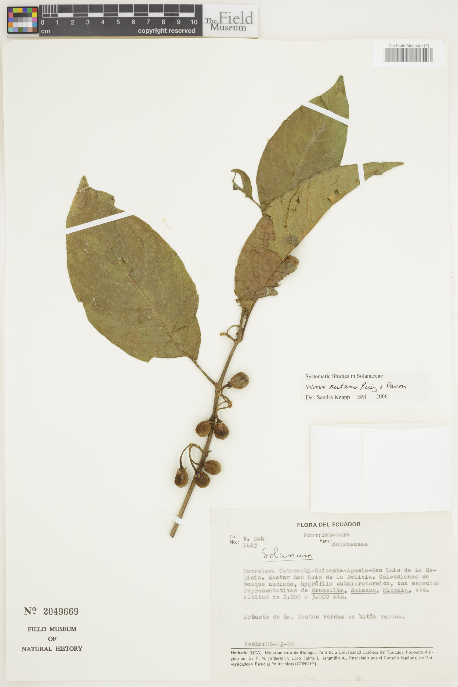 Solanum nutans image