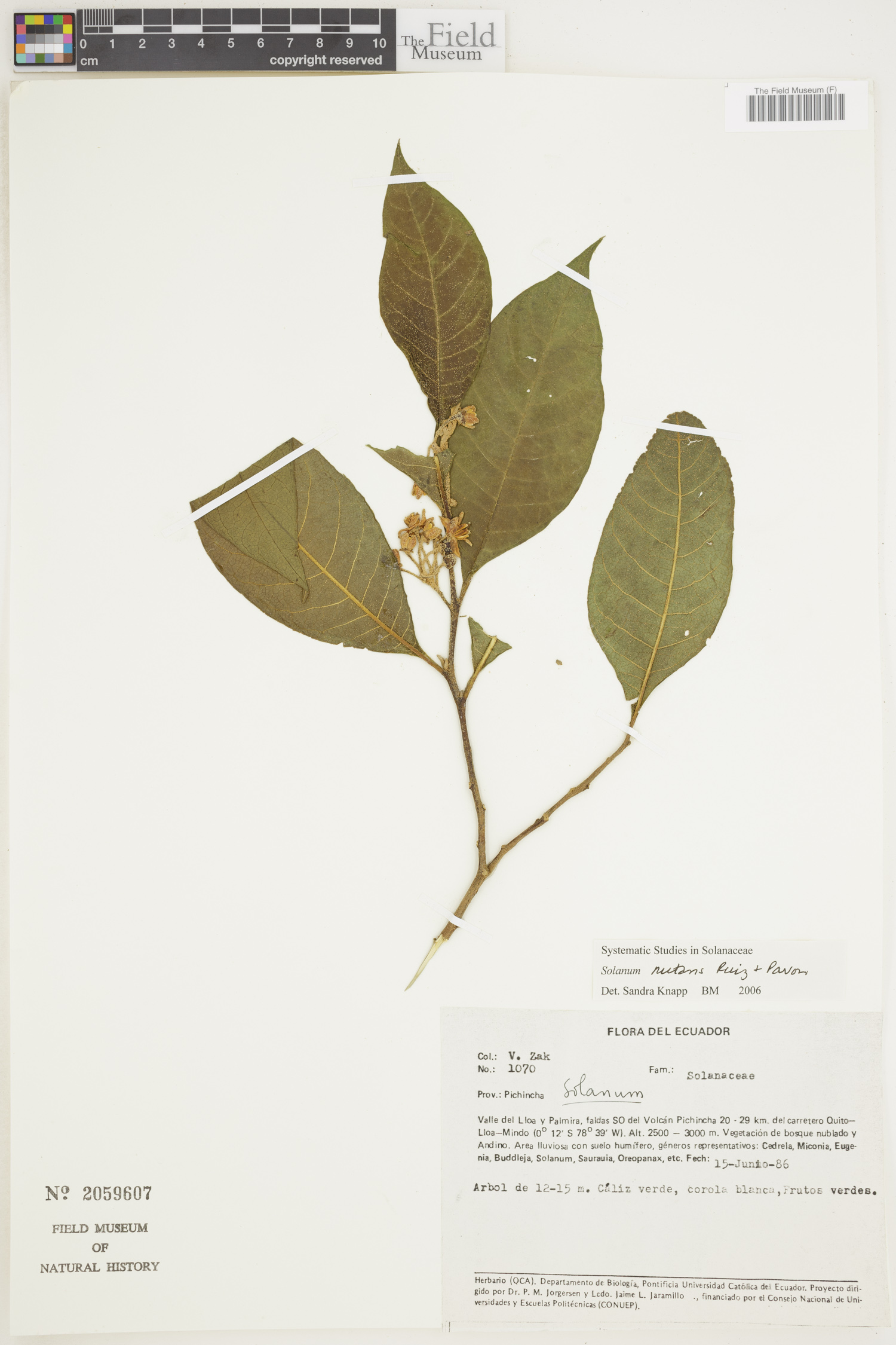 Solanum nutans image