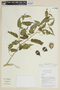 Solanum oxyphyllum image