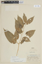 Solanum oxyphyllum image