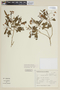 Solanum pabstii image