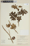 Solanum palinacanthum image