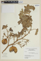 Solanum palinacanthum image