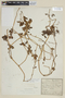 Solanum palitans image