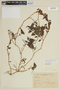 Solanum palitans image