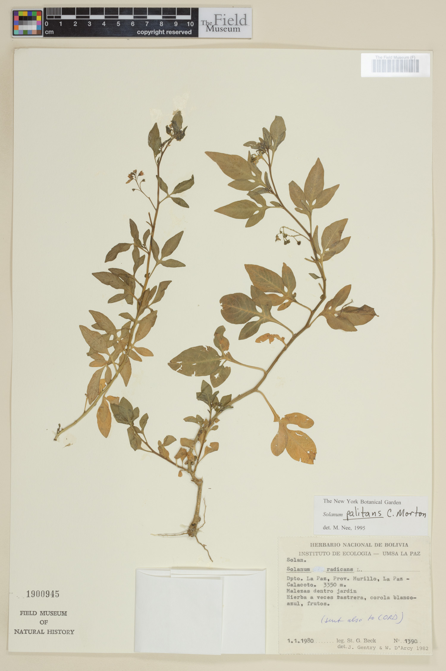 Solanum palitans image