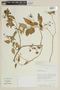 Solanum pallidum image