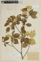 Solanum paludosum image