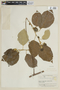 Solanum paludosum image