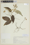 Solanum paniculatum image